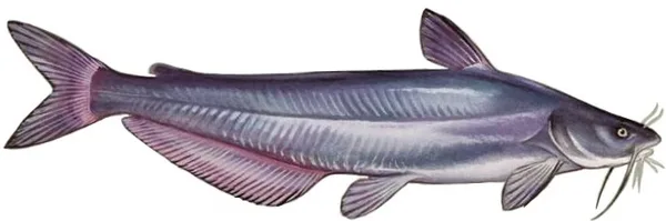Blue Catfish