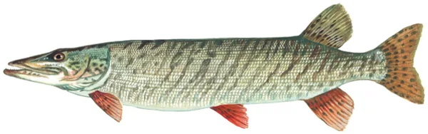 Muskellunge